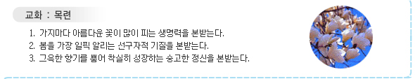 교화 목련